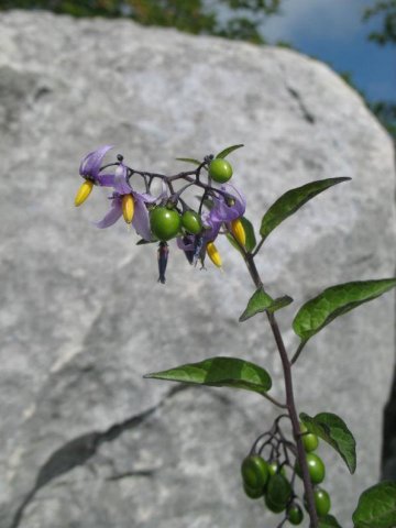 solanum dulcamara